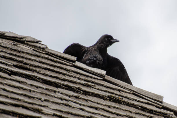 istock Isolated Crow spreading its wings while perched on a rooftop in Riding Mountain National Park 1034102926