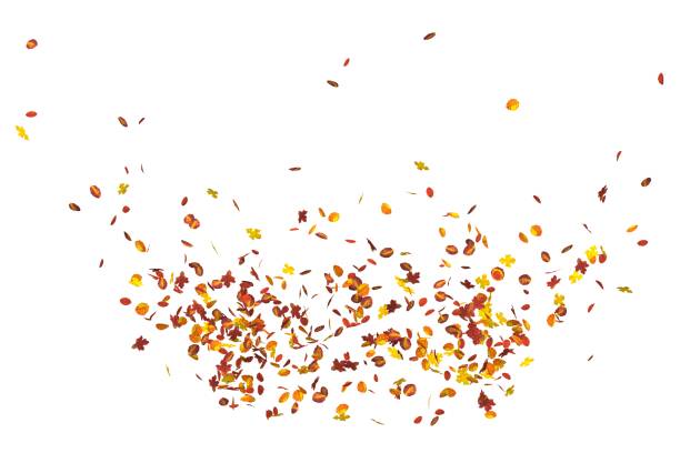 A low angle of dried fallen leaves under autumn trees in a forest or city park, Hello September