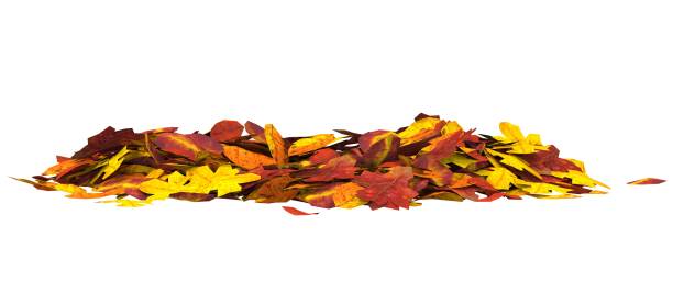 istock Autumn leaves isolated on white background 3D illustration 1034108380