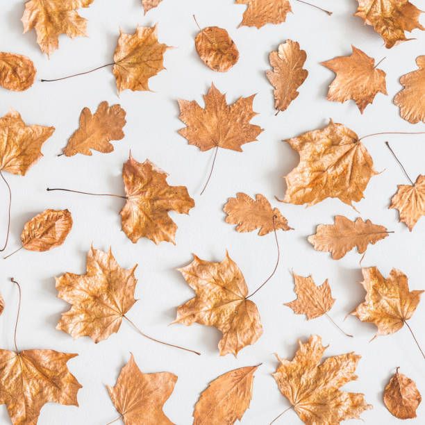 istock Autumn composition. Pattern made of golden maple leaves on pastel gray background. Autumn, fall concept. Flat lay, top view, square 1034110924