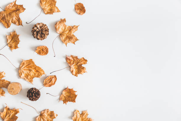 istock Autumn composition. Frame made of golden maple leaves, pine cones on pastel gray background. Autumn, fall concept. Flat lay, top view, copy space 1034110940