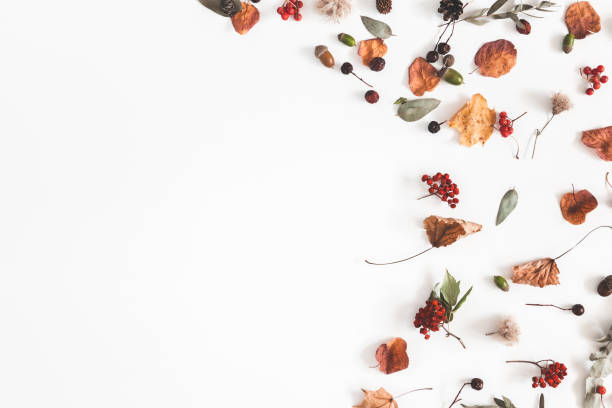 istock Autumn composition. Frame made of eucalyptus branches, rose flowers, dried leaves on white background. Autumn, fall concept. Flat lay, top view, copy space 1034111006
