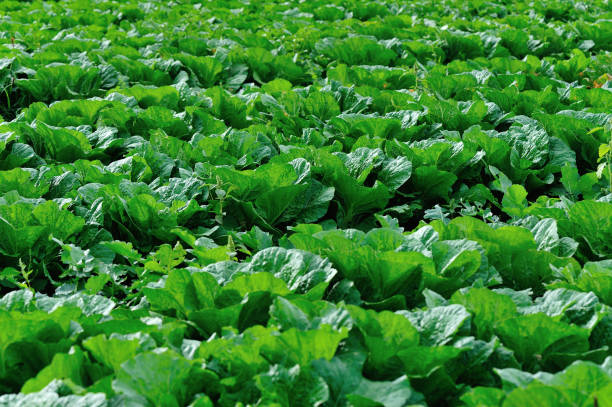 istock Chinese cabbage field at northern China 1034131338