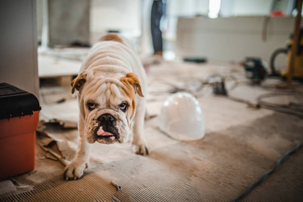 istock Bulldog walking at construction site. 1034138254