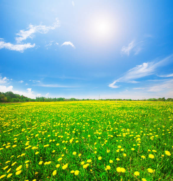 Yellow flowers hill under blue cloudy sky