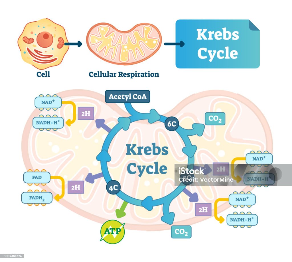 Ilustración de Ilustración De Vector De Ciclo De Krebs Cítrico Ácido Tricarboxílico Con Esquema De La Etiqueta y más Vectores Libres de Derechos de Vehículo de propulsión humana - iStock Ilustración de Ilustración De Vector De Ciclo De Krebs Cítrico Ácido Tricarboxílico Con Esquema De La Etiqueta y más Vectores Libres de Derechos de Vehículo de propulsión humana - iStock