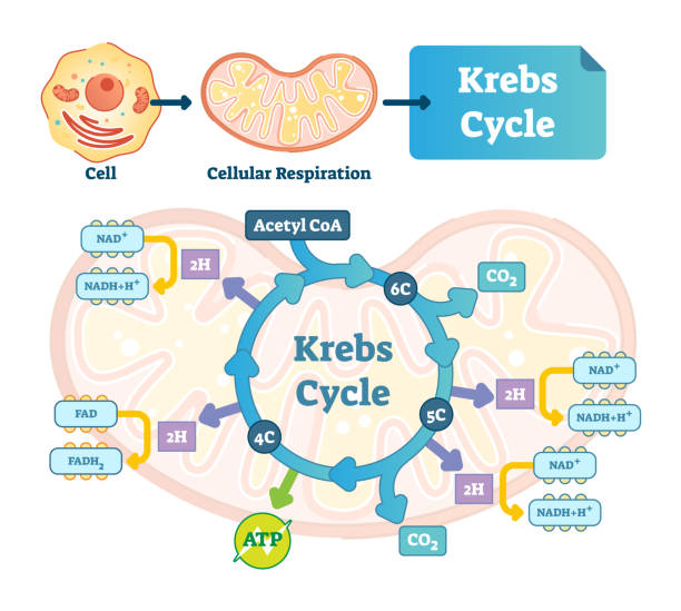 Krebs cycle vector illustration. Citric tricarboxylic acid labeled scheme Krebs cycle vector illustration. Citric tricarboxylic acid labeled scheme. Educational diagram with cell, cellular respiration and ATP. Human power molecular metabolism. metabolism illustrations stock illustrations