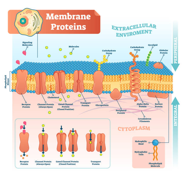 Membrane proteins labeled vector illustration. Detailed structure scheme. Membrane proteins labeled vector illustration. Detailed microscopic structure scheme. Anatomical diagram with receptor, open channel, closed gated and transport protein. human cell nucleus stock illustrations