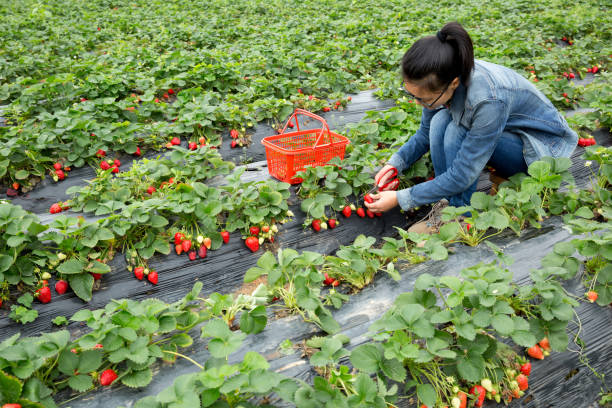 young woman farmer harvesting strawberry in garden - women red fruit picking imagens e fotografias de stock