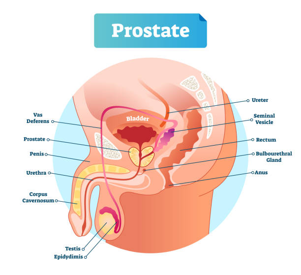 Prostate labeled vector illustration. Educational male anatomy scheme. Prostate labeled vector illustration. Educational male anatomy scheme with vas deferens, penis, urethra, cavernosum, testis and epidydimis. Diagram with ureter and rectum male reproductive system diagram stock illustrations