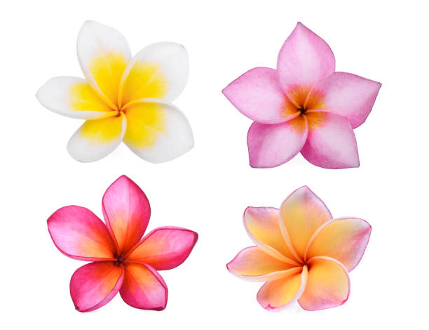 collection of frangipani (plumeria) flower isolated on white background, tropical flower collection of frangipani (plumeria) flower isolated on white background, tropical flower gentianales photos stock pictures, royalty-free photos & images