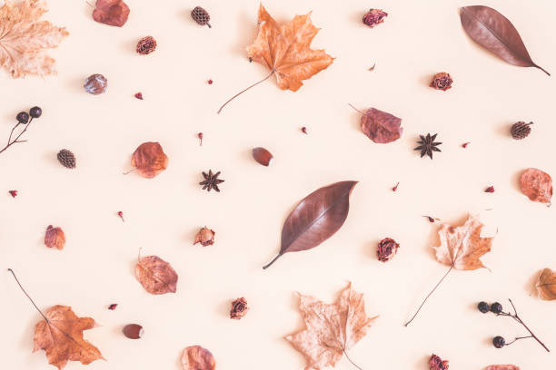 composición de otoño. patrón de otoño cosas sobre fondo beige pastel. otoño, concepto de otoño. vista plana endecha, superior - rose pattern yellow dried plant fotografías e imágenes de stock