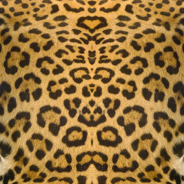 istock Jaguar, leopard and ocelot skin texture background 1034149036