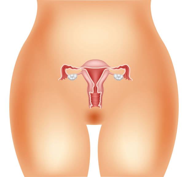 иллюстрация женской репродуктивной системы - головка пениса иллюстрации stock illustrations