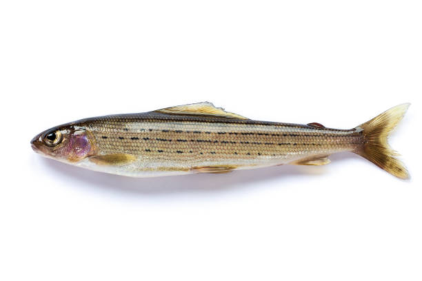 istock Siberian river grayling close-up 1034151682