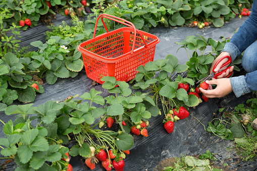 farmer hands harvesting strawberry in garden