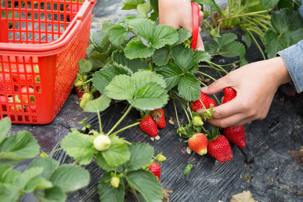 istock farmer hands harvesting strawberry in garden 1034157138