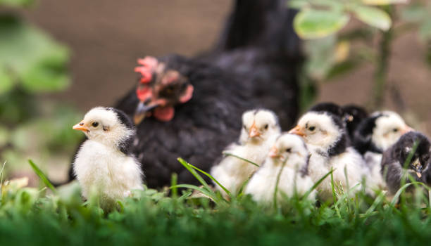 istock Hen with baby chickens 1034157312