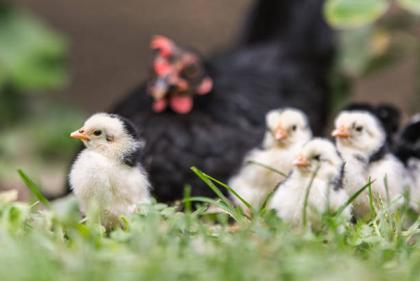 istock Hen with baby chickens 1034157316