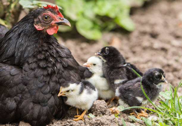 istock Hen with baby chickens 1034157330