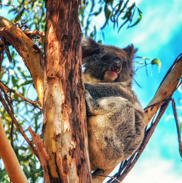 istock Koala from Kangaroo island in Australia 1034157774