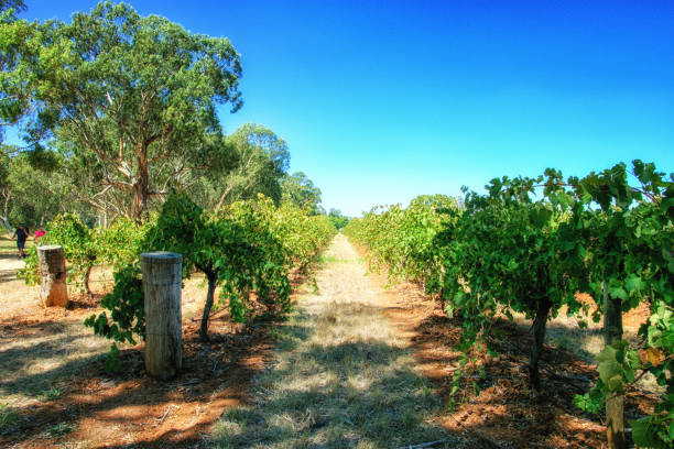 istock Vineyards from the Barossa Valley in South Australia 1034157804