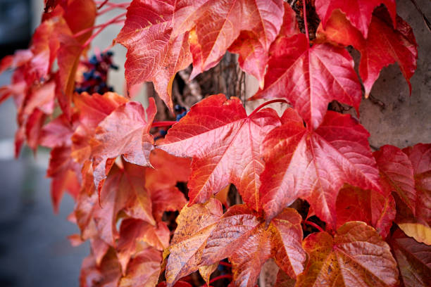Parthenocissus red leaves at autumn.