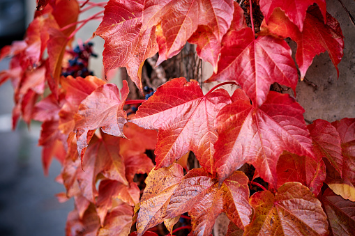 Autumn red leaves bush, vertical