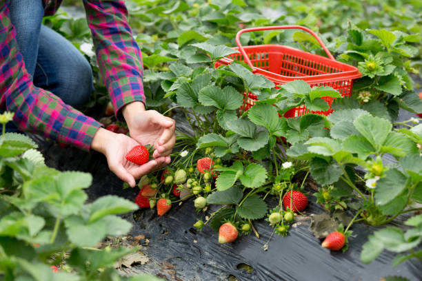 istock Woman picking strawberry in garden 1034165606