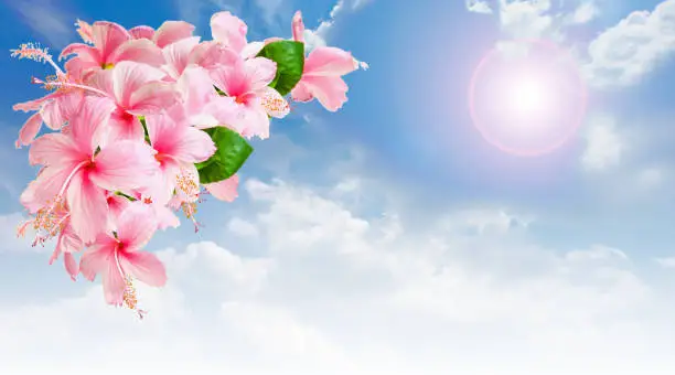 Pink Hibiscus Flowers isolated on bluesky