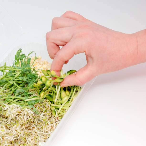 Woman hand holding micro greens. Plastic container with greens on white background. Healthy eating concept of fresh garden produce organically grown as a symbol of health and vitamins from nature. Microgreens packed for fringe storage or sale verdes micro de la explotación mano de la mujer. envase de plástico con verdes sobre fondo blanco. saludable comer concepto de jardín fresco producen cultivadas orgánicamente como un símbolo de salud y vitaminas de la naturaleza. microgreens embalados