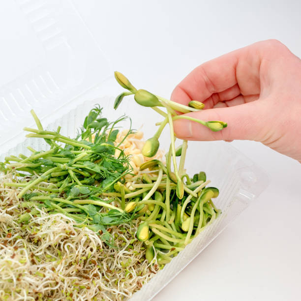 Woman hand holding micro greens. Plastic container with greens on white background. Healthy eating concept of fresh garden produce organically grown as a symbol of health and vitamins from nature. Microgreens packed for fringe storage or sale verdes micro de la explotación mano de la mujer. envase de plástico con verdes sobre fondo blanco. saludable comer concepto de jardín fresco producen cultivadas orgánicamente como un símbolo de salud y vitaminas de la naturaleza. microgreens embalados