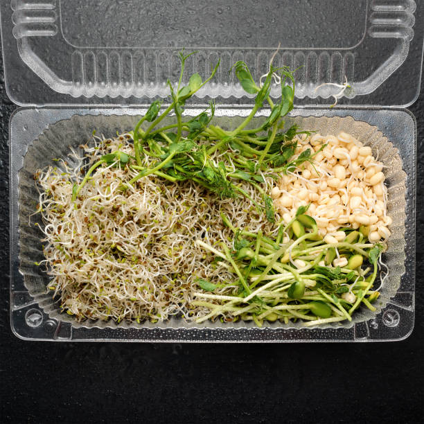 Different types of micro greens in plastic container on black background. Healthy eating concept of fresh garden produce organically grown as a symbol of health and vitamins from nature. Microgreens packed for fringe storage or sale diferentes tipos de micro greens en recipiente de plástico sobre fondo negro. saludable comer concepto de jardín fresco producen cultivadas orgánicamente como un símbolo de salud y vitaminas de la naturaleza. microgreens embalados para la venta o almac