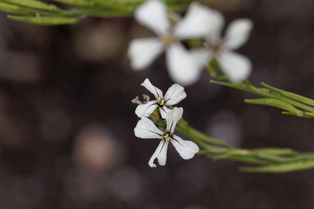 istock Flower of an Arugula (Eruca sativa) 1034170978