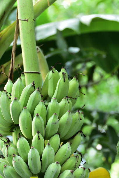 istock Growth of bananas 1034171126