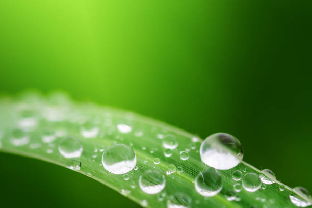 istock water droplets on green grass and sunlight, nature background 1034171246