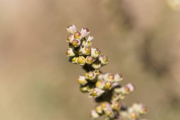 A branch of a vitex bush (Vitex agnus-castus) with berries.