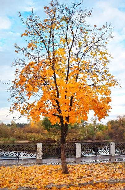 istock Beautiful landscape with autumn tree and fallen leaves 1034177146