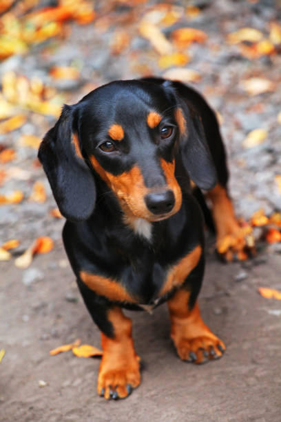 istock Dachshund Dog autumn Garden 1034184412