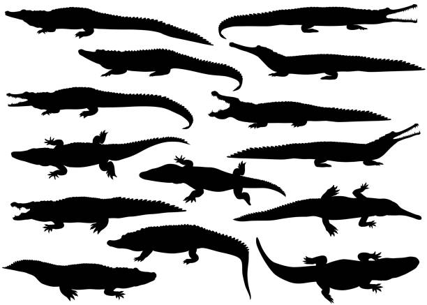 Crocodilians Collection of silhouettes of  different species of crocodiles alligator stock illustrations