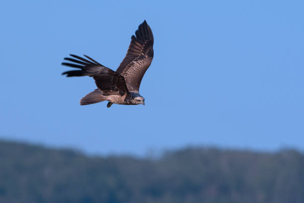 istock Bird of prey in flight . 1034186920