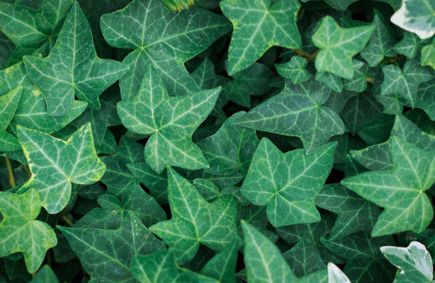 istock Green leaves texture, natural background 1034191310