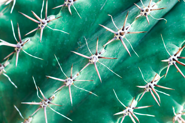 istock Spiny green cactus close-up, texture, background 1034192114