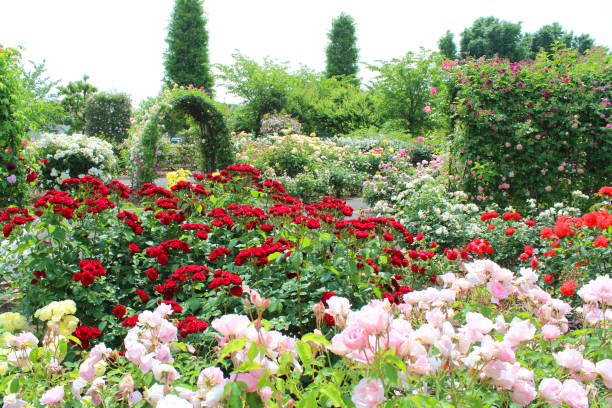 istock Colorful rose in the garden 1034195726