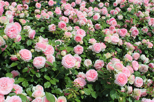 Horizontal high angle closeup extreme closeup photo of green leaves, rosebuds and an opening pastel pink toned rose flower growing on a bush in an organic garden in Spring. Armidale, New England high country, NSW. Soft focus background.