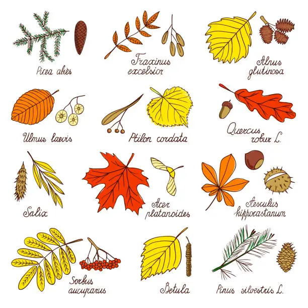Vector illustration of Autumn leaves and tree seeds