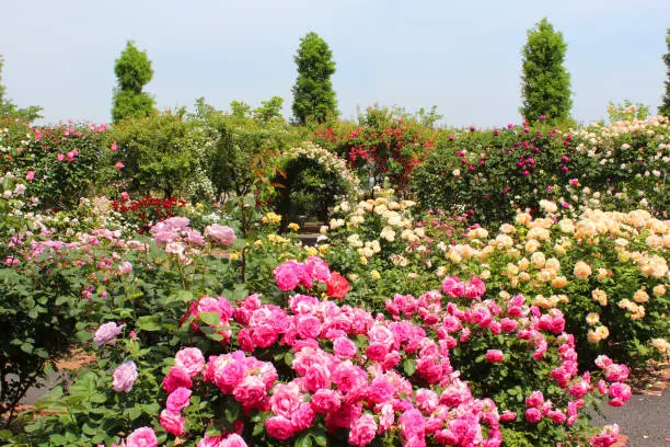 Colorful rose in the garden