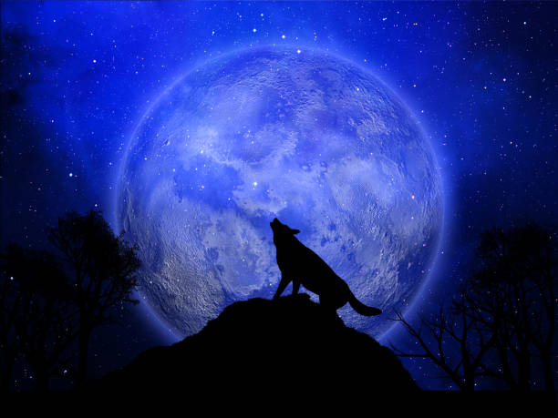 istock 3D Halloween background with wolf howling against the moon 1034202286