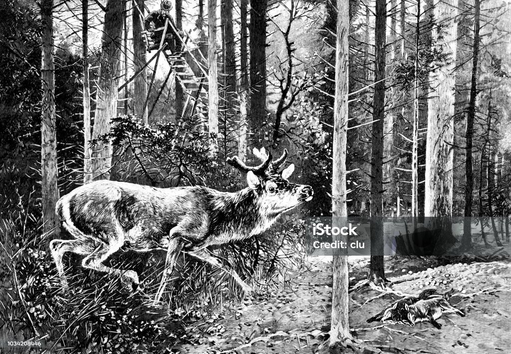 Forester on the high seat and wild animals Illustration from 19th century 1890-1899 stock illustration