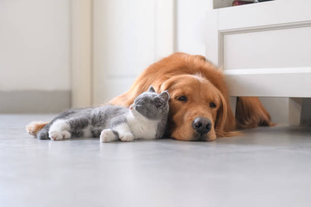 istock Golden Retriever and Kitten 1034210560